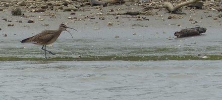 Whimbrel